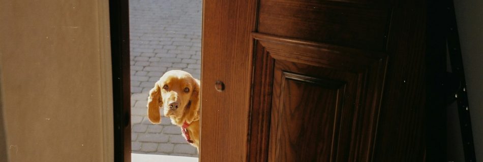 brown and white short coated dog on white ceramic floor tiles