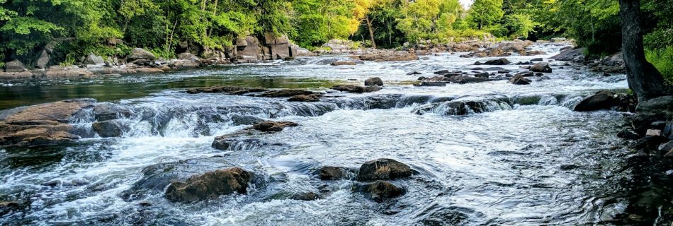 river in the middle of forest during daytime