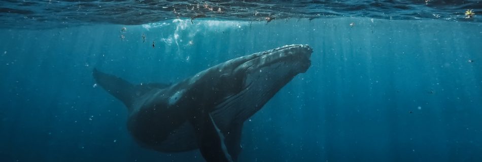a humpback whale swims beneath the surface of the water