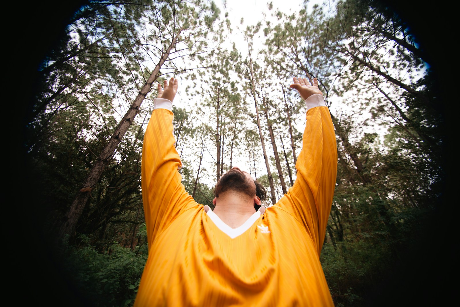 Man in yellow shirt looking up at trees